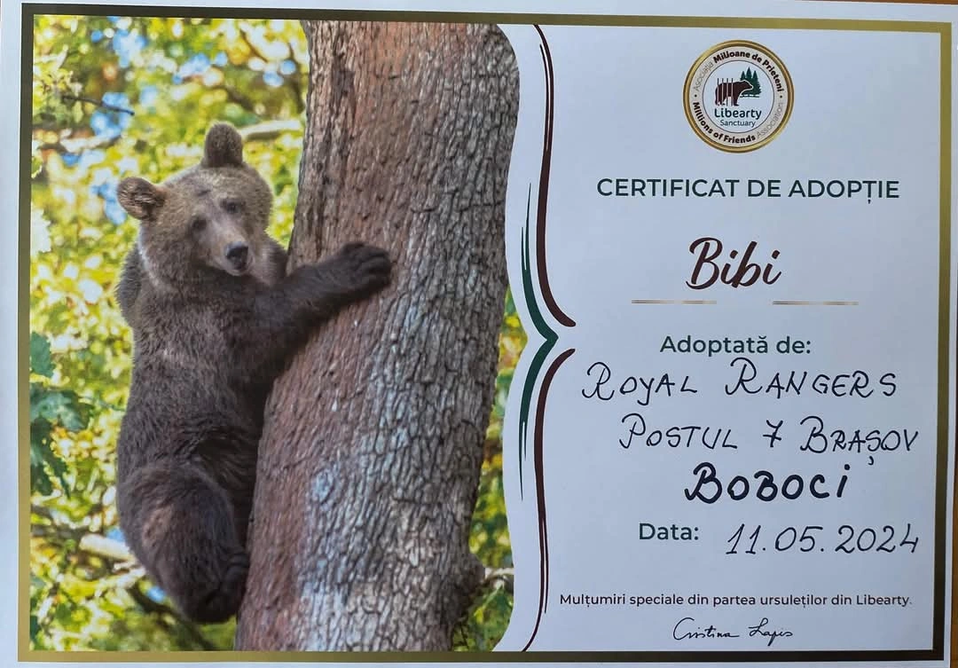 Certificatul de adopție al unui urs de la AMP Libearthy Bear Sanctuary, adoptat de bobocii Royal Rangers Postul 7 Brașov