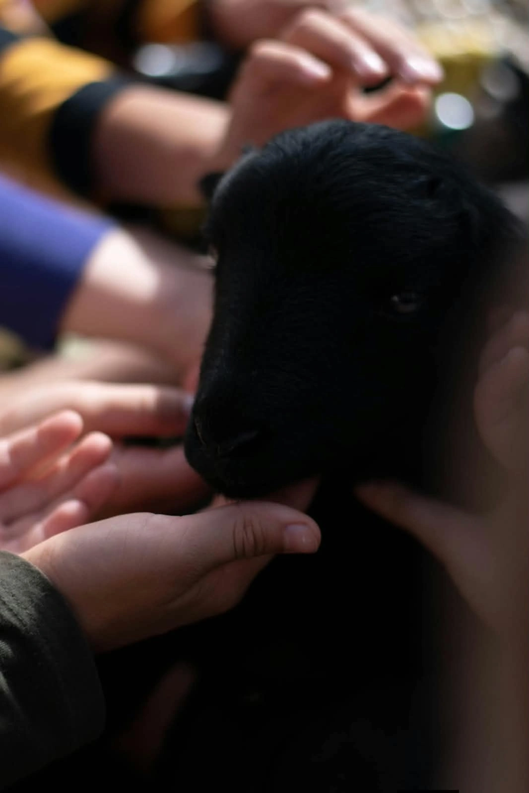 Copiii mângâind un animal la vizita la fermă